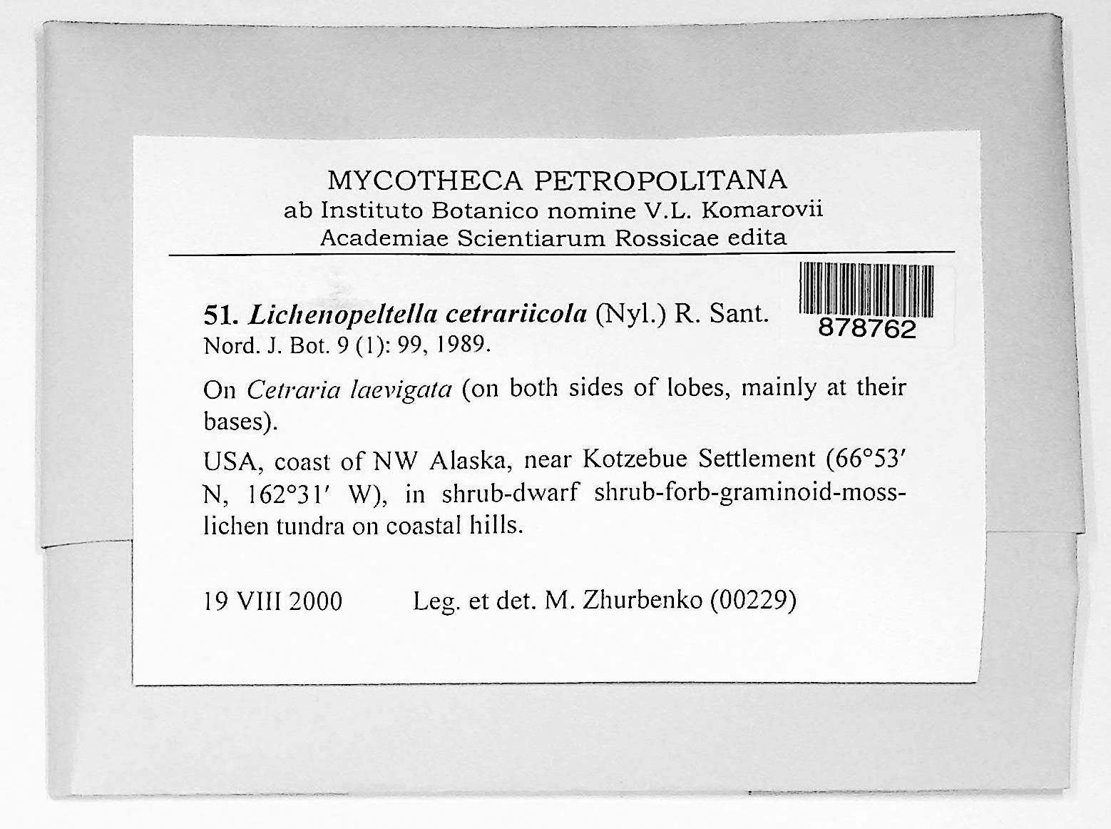 Lichenopeltella cetrariicola thumbnail